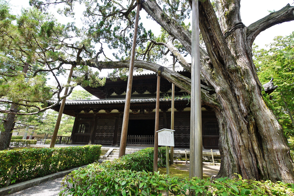 Stone path leading through the quiet grounds of Daitokuji temple complex, Kyoto